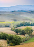 Tree Landscape, Tuscany