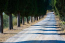Tree Shadows Avenue
