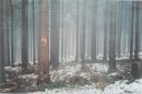 'Black Forest III', 2002, from 'All I have left' Series