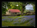 BLUEBELL-BARN-2011-600