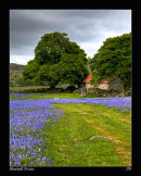 BLUEBELL-PICNIC-6001