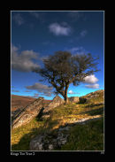 KINGS-TOR-TREE-2-600