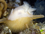 Nudibranchs mating - Acanthodoris pilosa