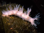 Nudibranch - Dendronotus frondosus