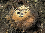 Nudibranch - Tritonia hombergii laying eggs