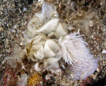 Nudibranch ---- Favorinus blianus
