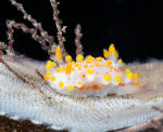 Nudibranch ----- Limacia clavigera