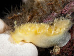 Nudibranch -Tritonia hombergii feeding