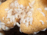 Nudibranch - Tritonia hombergii juveniles