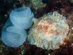 Pleurobranchus membranaceus 