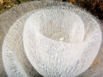  Pleurobranchus membranaceus eggs