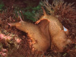 Sea Hares mating - Aplysia punctata