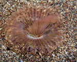 Worm - Myxicola infundibulum