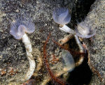 Worm - Protula tubularia