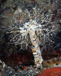 Sand Mason - Lanice conchilega