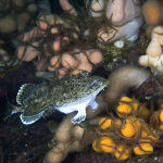Angler Fish on North Sea reef