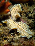 Candystripe Flatworm  Prosthecereus vittatus