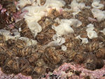 Nudibranchs mating -  Onchidoris bilamellata