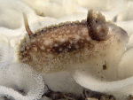 Nudibranch      Onchidoris bilamellata
