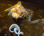 Nudibranch - Polycera quadrilineata