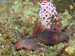 Sea Hare with Eggs - Aplysia punctata