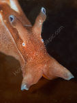 Sea Hare Portrait.  Aplysia punctata