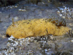 Sea Lemon - Archidoris pseudoargus