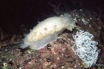 Tritonia hombergii laying eggs