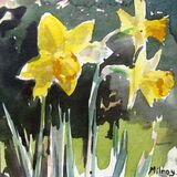 Daffodils
