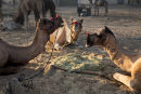 3 camels