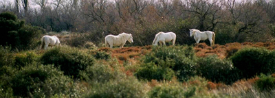 Camargue