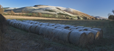 Cheviot frost