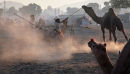 unruly camel
