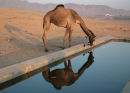 water trough