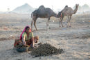 collecting dung