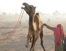 wounded camel
