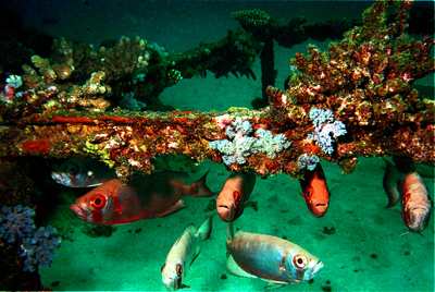 wreck life