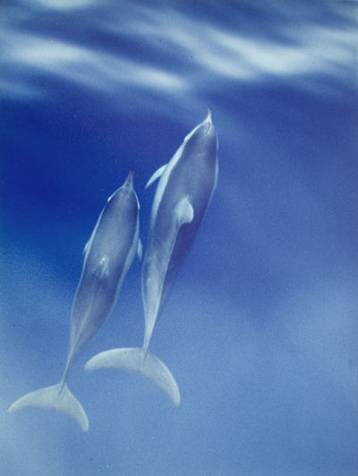 dolphins