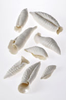 Carved porcelain Sea Scrolls