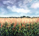 Maize Field SOLD