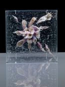 Trpkovic J sea hybrid cube