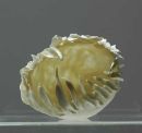 Carved fronds.SOLD