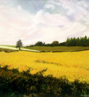 Cornfield.Hampshire.