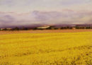 Golden Evening