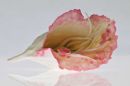 Pink hybrid form SOLD