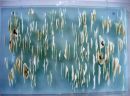 Floating Shards, wall piece. SOLD