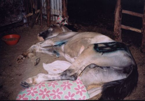 Megal dying after breaking his femur - note the burn marks where the owner treated Megal using a traditional method (cauterizing with a hot iron)