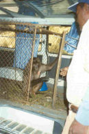Bonk being released