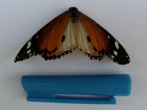 Danainae butterfly