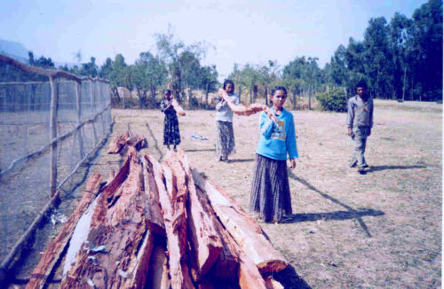 teenagers bring wood